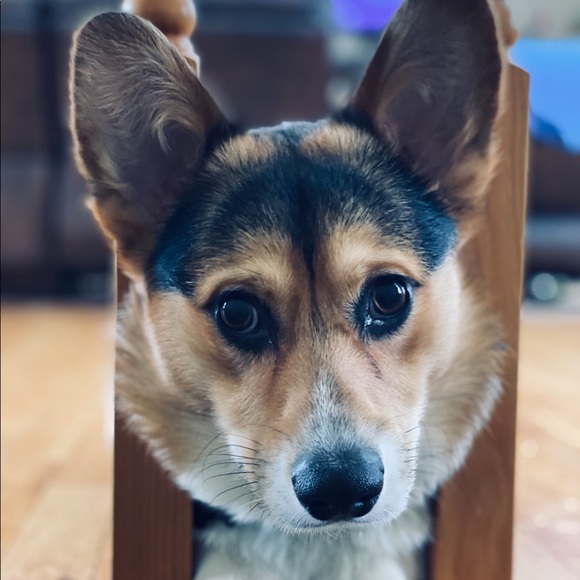 Meet your Posher, Dori - Picture 1 of 1